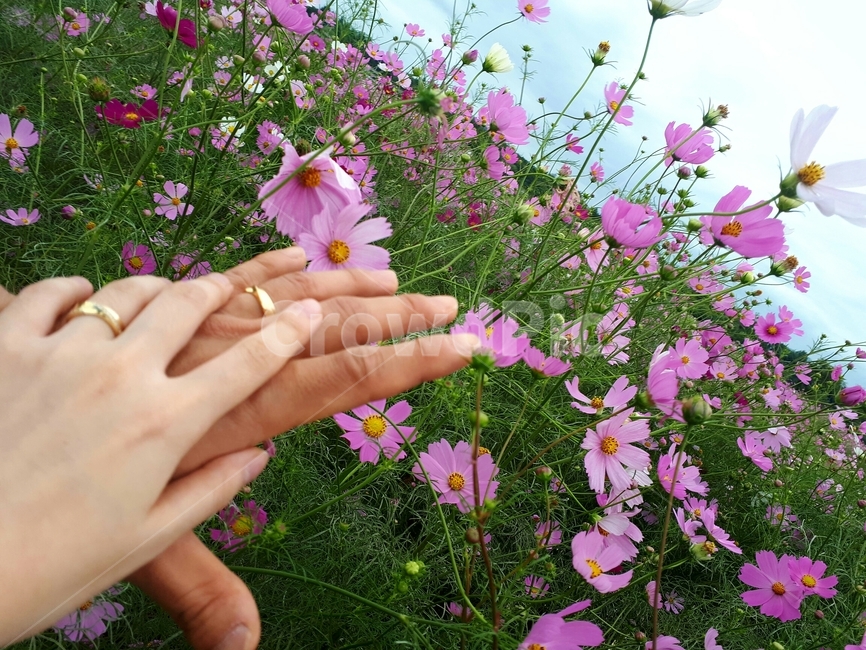 가을데이트,가을커플,커플링,fall,autumn,date,cosmos