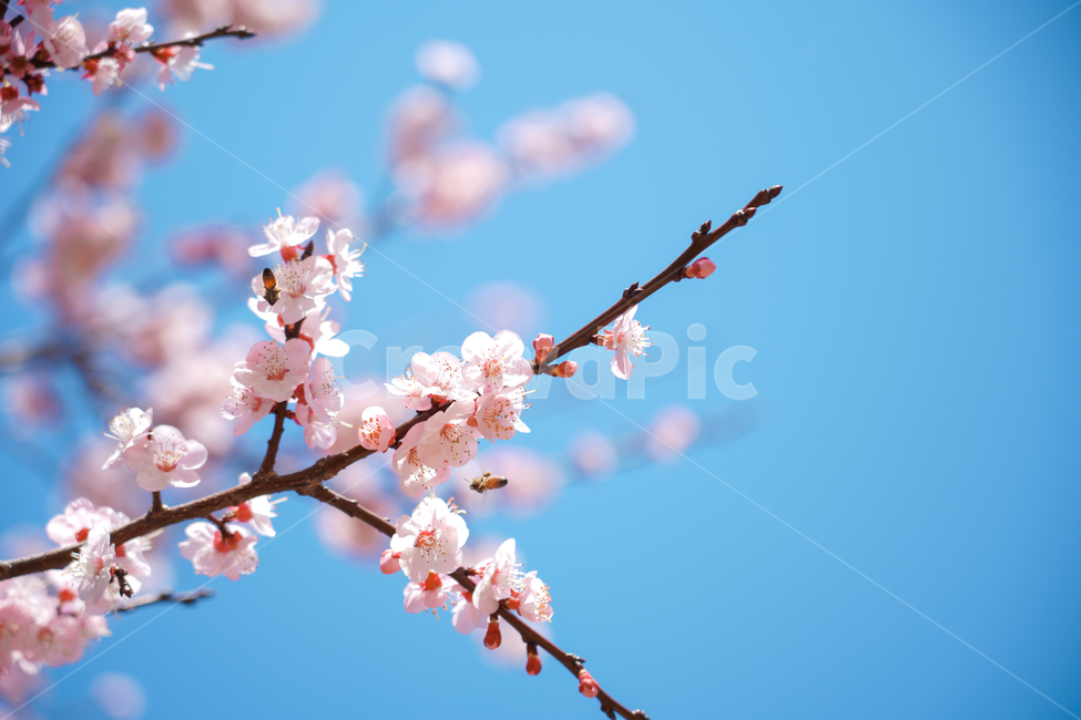 벚꽃,하늘,날씨,계절,봄꽃,나무,자연,맑은날,plant,식물,flower,blossom,꽃,봄,계절,spring,season