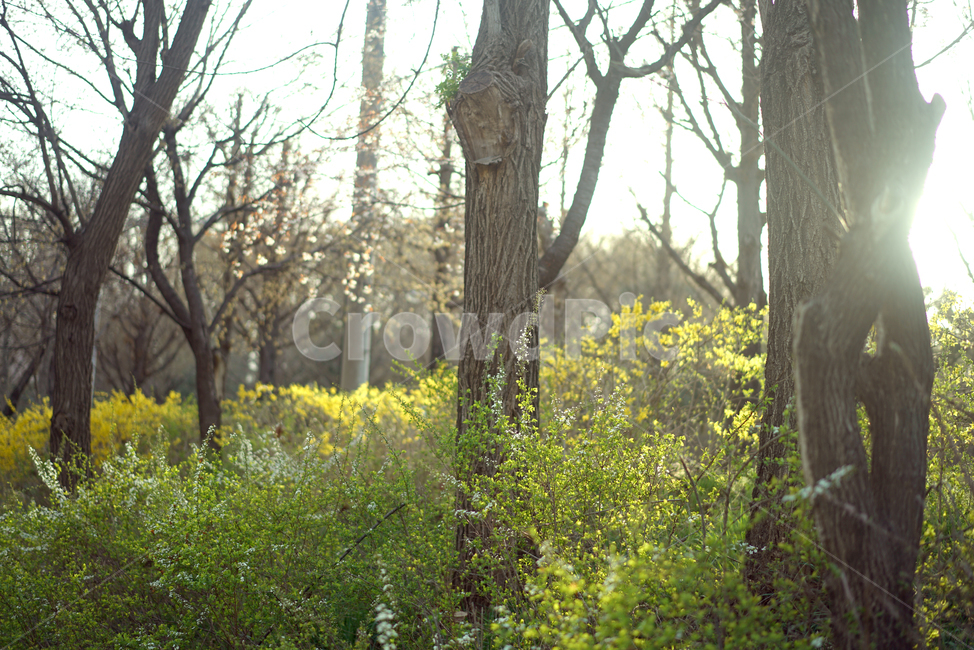 봄,봄꽃,봄날,개나리,벚꽃,꽃,나무,봄나무,식물,자연,plants,nature,나무,trees,wood,휴식,힐링,rest,relaxation,healing