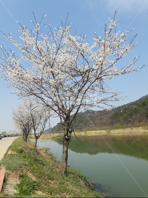 plant,식물,강,산,꽃,벗꽃,하늘,자연,물,길,산책로,river,mountain,flower,water,sky,blue,green,promenade,tree,나무