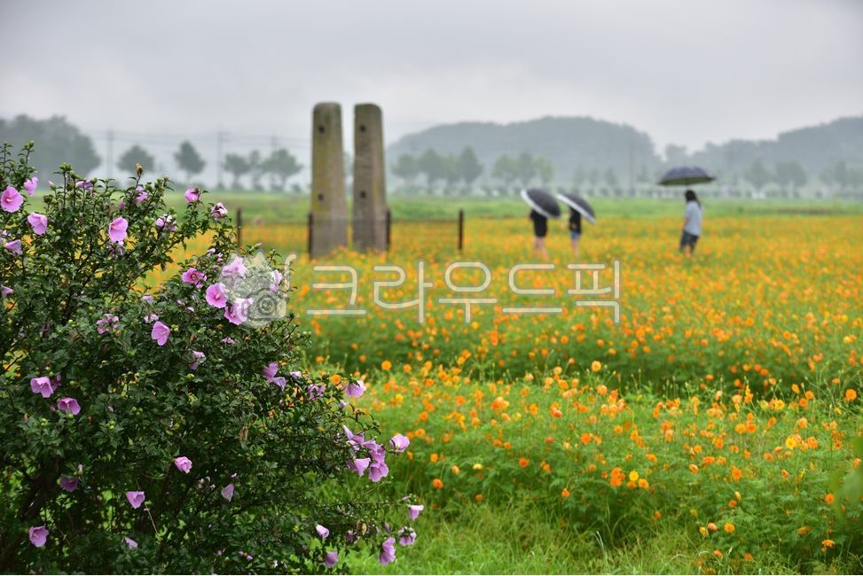 party support,nature,umbrella,rainy day,yellow cosmos,Gyeongju,Emotional photo,flower,watercolor,person,Rose of Sharon,cultural property