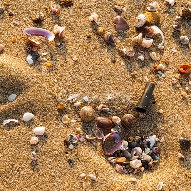 바다,조개,해변,모래,빛,해변,바다,beach,sea