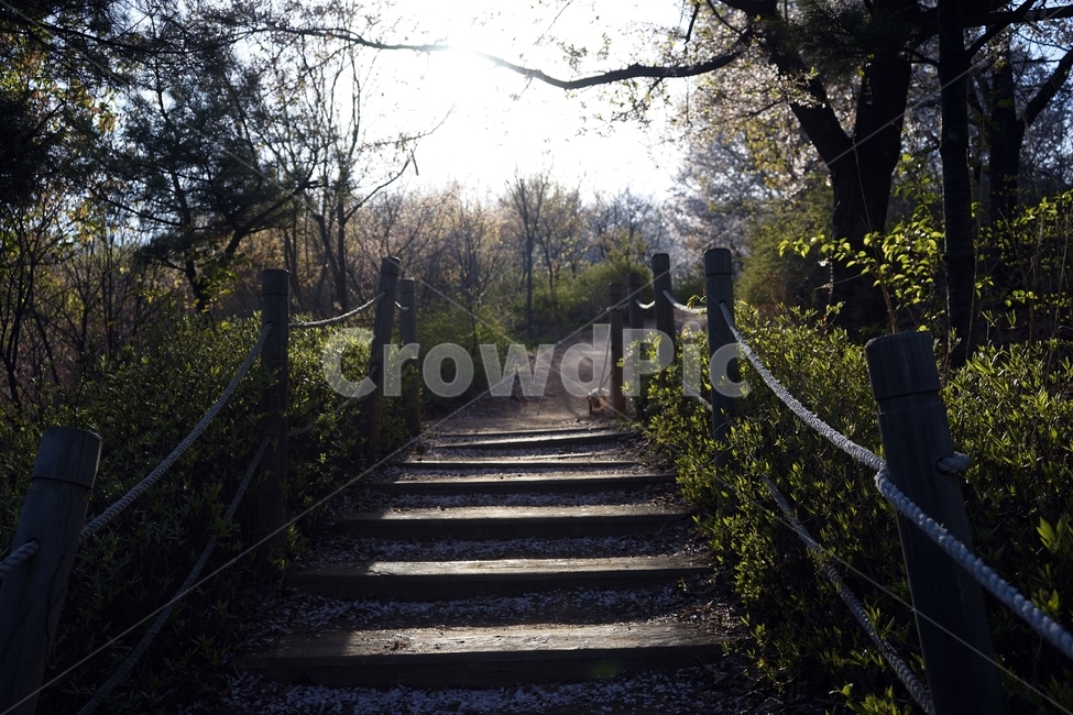 계단,숲,산책길,산행길,자연,역광,나무건강,산책,힐링,healing,healthy,nature,walkway,stairway,calm,신록,계절,나뭇잎,가지,자연,풍경,nature,landscape,arbour,정자,garden,정원,outdoors,옥외,handrail,난간,banister