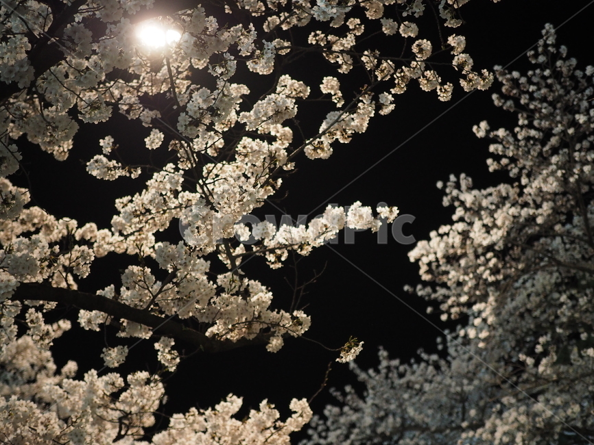 풍경,벚꽃,꽃,나무,청풍,밤,봄,계절,spring,season,자연,풍경,nature,landscape,야경,밤,nightscape,night,plant,식물