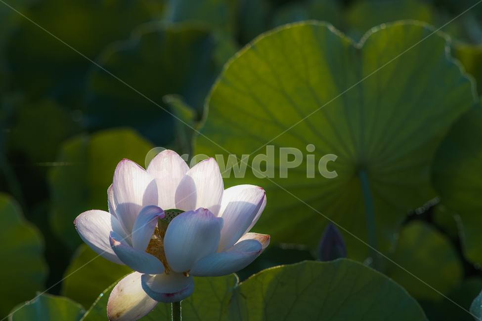 연,연꽃,꽃,수생식물,연잎,자연,식물,식물,자연,plants,nature,꽃,flower