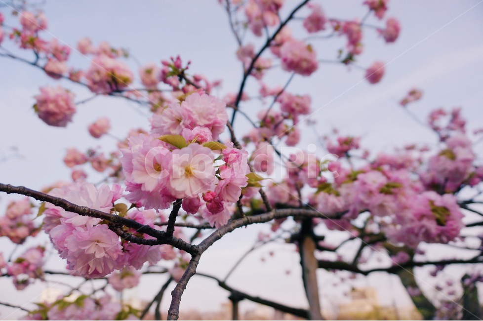 봄,벚꽃,체리블라썸,사쿠라,감성사진,spring,flower,nature,season,꽃핑크,봄꽃,cherryblossomes,자연,벚꽃나무,식물,계절,핑크,벚나무,개화,봄,계절,spring,season,식물,자연,plants,nature,꽃,flower,감성,sensible,feeling,plant,blossom