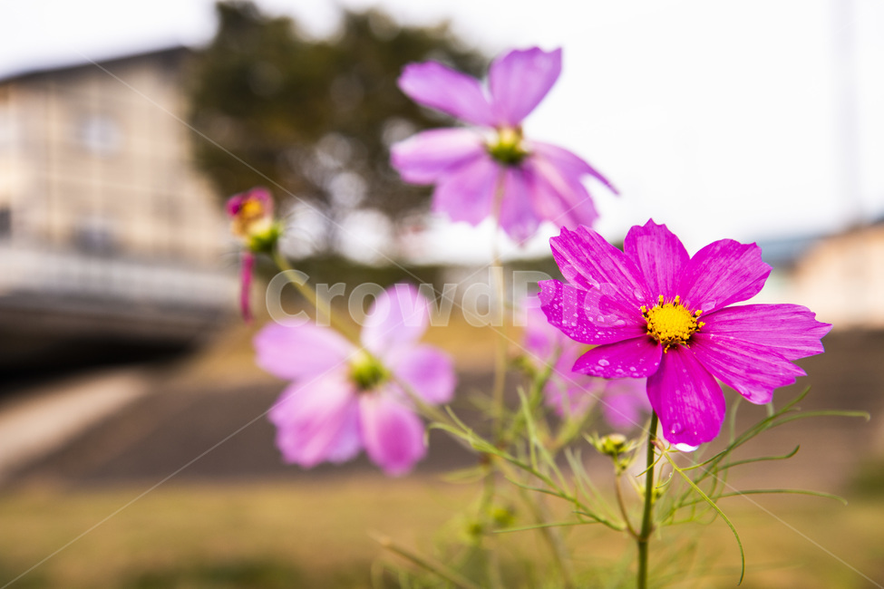 가을,코스모스,보라,배경,플라워,식물,자연,plants,nature,꽃,flower