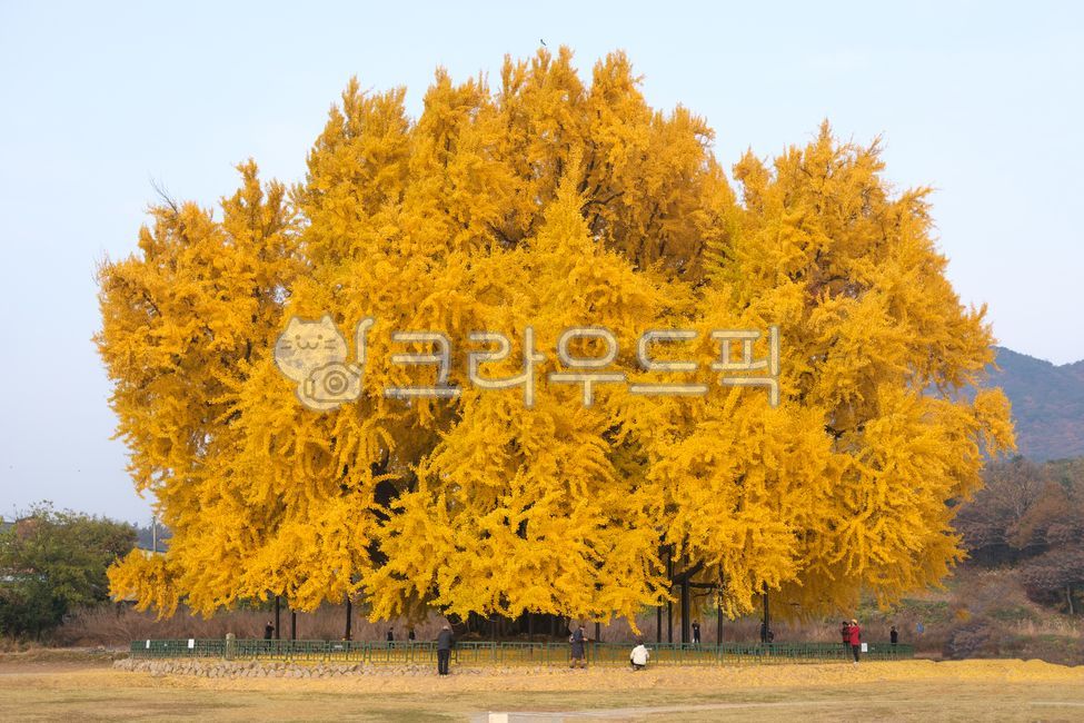 Ginkgo,Bangyeri ginkgo tree,protected tree,Beautifully,tree,yellow,ginkgo leaves,natural monument,old tree,Bangyeri,Maple,Autumn foliage attractions