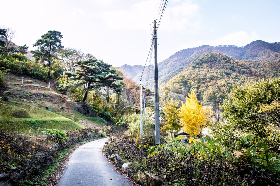 가을,시골,단풍,옥천,절경,길,자연,풍경,nature,landscape,한국자연풍경,한국자연경관,korea nature landscape,시골,마을,country,rural,town