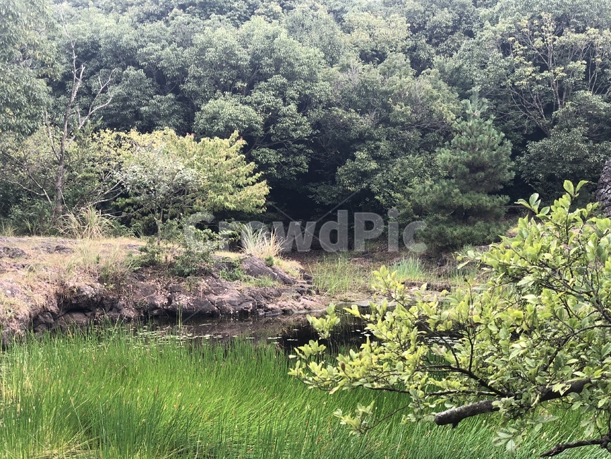 나무,연못,자연,풀,nature,pond,tree,산속,산,mountian,자연,풍경,nature,landscape,land,땅,outdoors,옥외,water,물,plant,식물