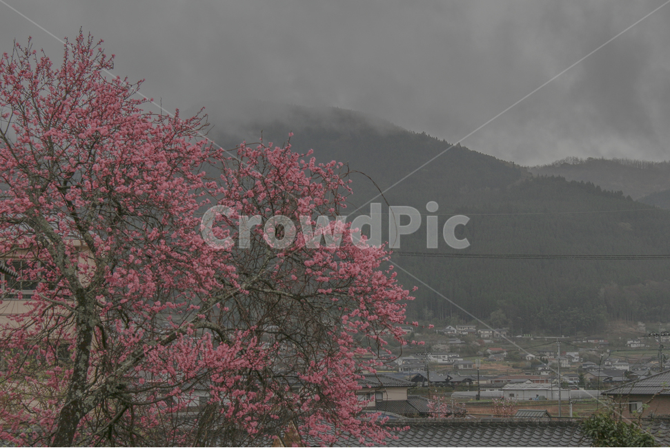 landscape photography,japan,nature,flower tree,blur,sadness,Yufuin,water fog,background,sight,Fukuoka,Wallpapers,faint,Fog