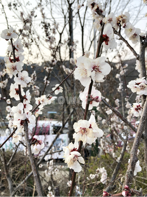 매화,봄,꽃,flower,봄꽃,spring,blooming,nature,축제,봄꽃축제,계절,식물,나뭇가지,나무,자연,하얀꽃,가지,봄,계절,spring,season,식물,자연,plants,nature,꽃,flower,plant,cherry blossom,벚꽃,blossom