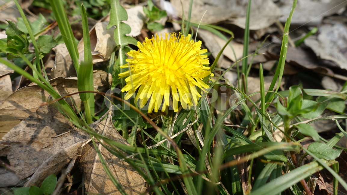 꽃,민들레,노란민들레,식물,노란식물,식물,자연,plants,nature,꽃,flower