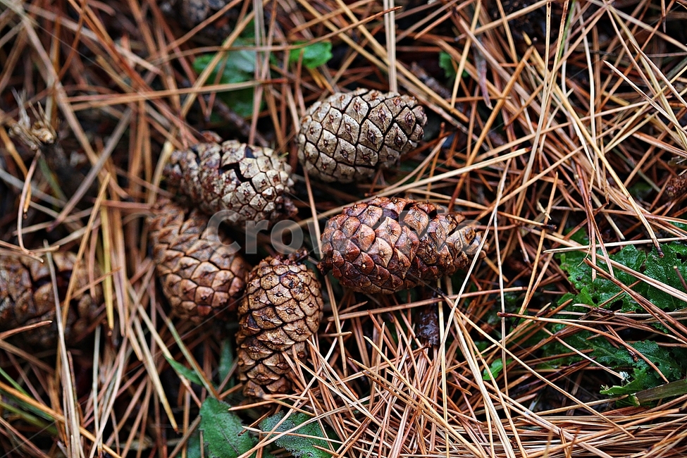 솔방울,소나무,소나무잎,잎,가을,식물,자연,바닥,야외,땅,식물,자연,plants,nature