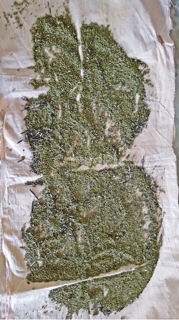 농사,시골감성,깨,시골,시골농사