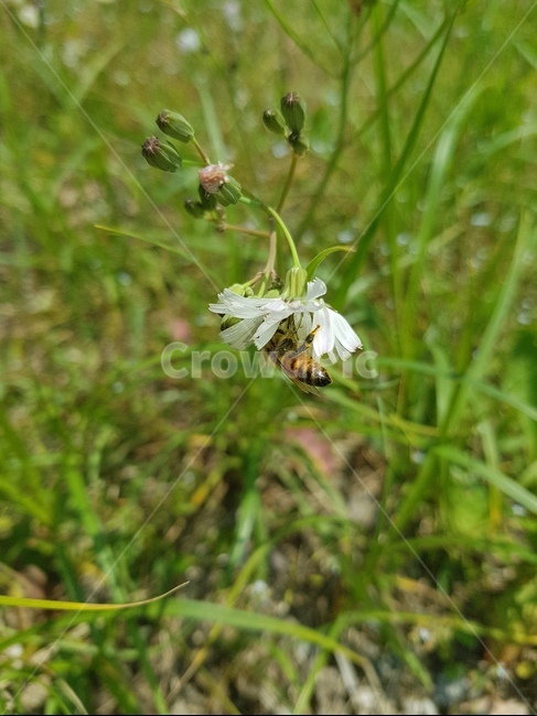 꽃,봄,벌,자연,곤충,식물,식물,자연,plants,nature,꽃,flower,동물,animal,곤충,벌레,insect,bug
