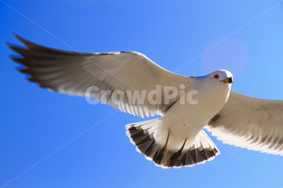 갈매기,자유,여유,하늘,이상,한가함,voyage,landscape,동물,animal,조류,새,birds