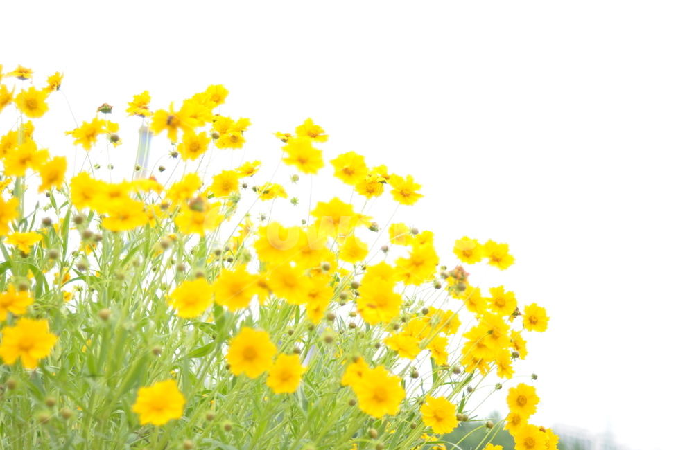 꽃,노랑,풍경,봄풍경,봄,봄,계절,spring,season,식물,자연,plants,nature,꽃,flower
