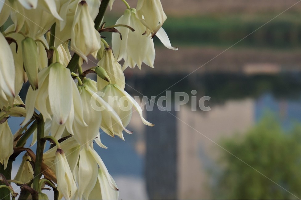 꽃,들꽃,강,강가,물그림자,flower,flowers,river,riverside,식물,자연,plants,nature,꽃,flower