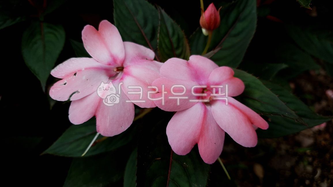 impatienshawkeri,summerseason,perennial grass,purity,vegetation,paste,summer,petal,bloom,leaves,grass,plants,weeds,weed,blossom,natural,nature,New Guinea impatiens,leaf,flower,foliage,wildflower,newguineaimpatiens,summertime