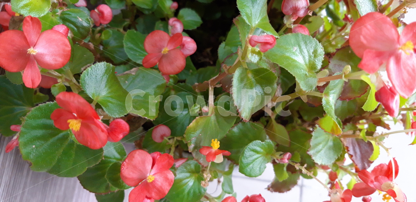 화초,화분,flower,꽃,식물,plant