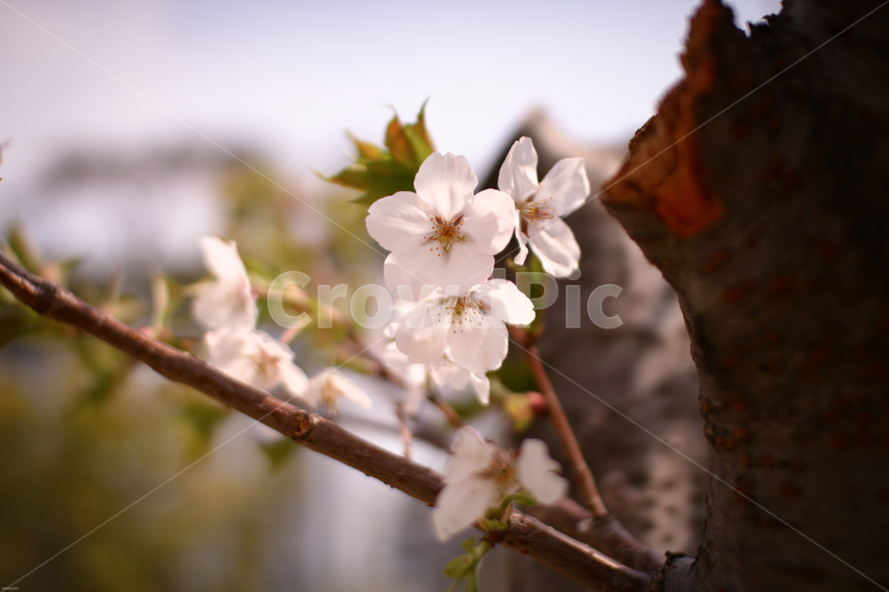 봄,벚꽃,꽃,접사,아름다움,봄,계절,spring,season,식물,자연,plants,nature,꽃,flower,plant,blossom