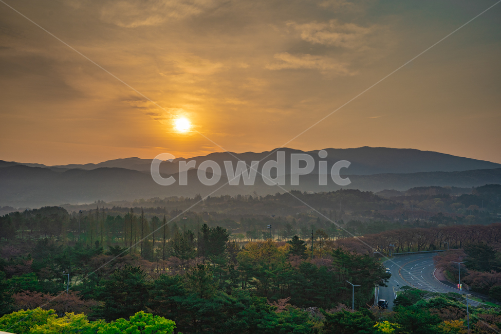 경주,벚꽃길,일출,봄,도로