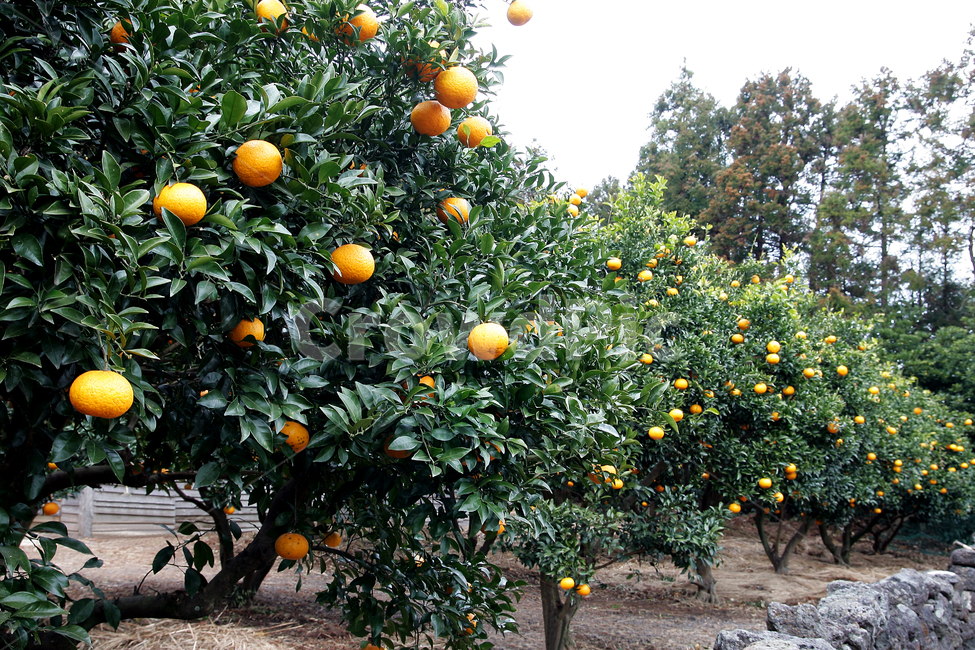 tangerine,귤,한라봉,귤나무,tangerinetree,제주도귤,감귤류과일,귤농장
