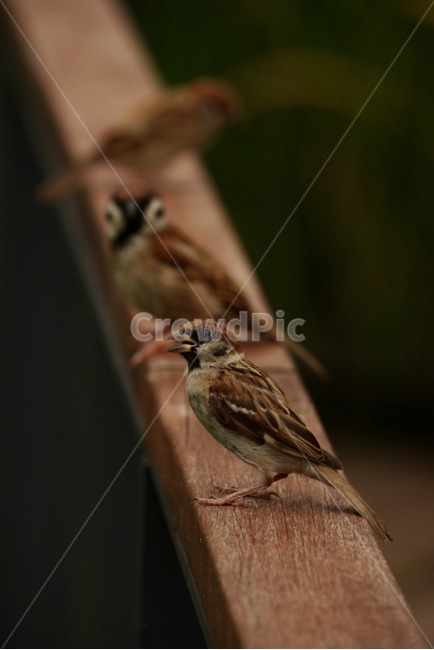 동물,새,여름,귀엽다,참새,bird,animal,동물,animal,조류,새,birds