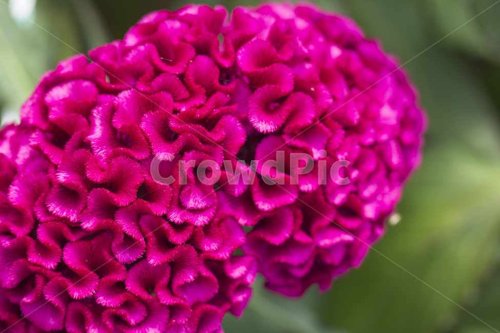 맨드라미,꽃,식물,자연,자주색,맨드라미꽃,식물,자연,plants,nature,꽃,flower