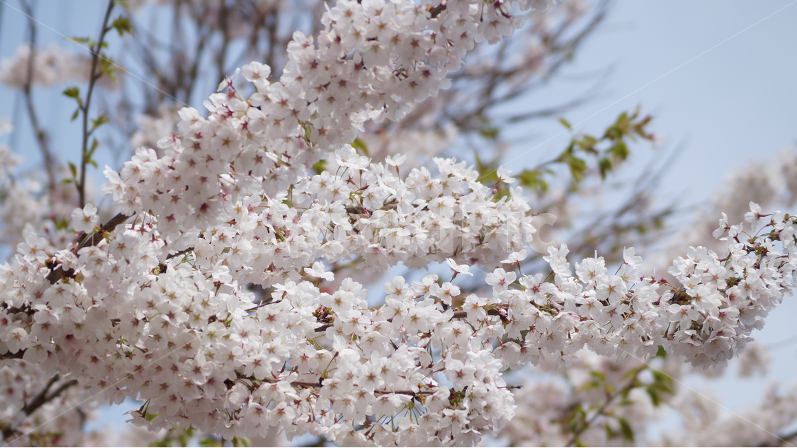 꽃,벚꽃,벚꽃축제,자연,풍경,봄,계절,spring,season,식물,자연,plants,nature,꽃,flower,plant,blossom,cherry blossom