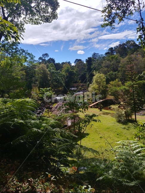 plant,식물,tree,나무,자연,nature,자연,풍경,nature,landscape