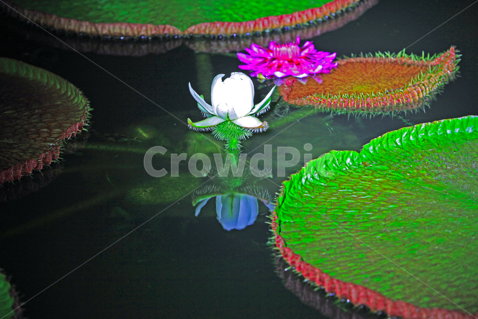 plant,빅토리아,꽃,식물,blossom