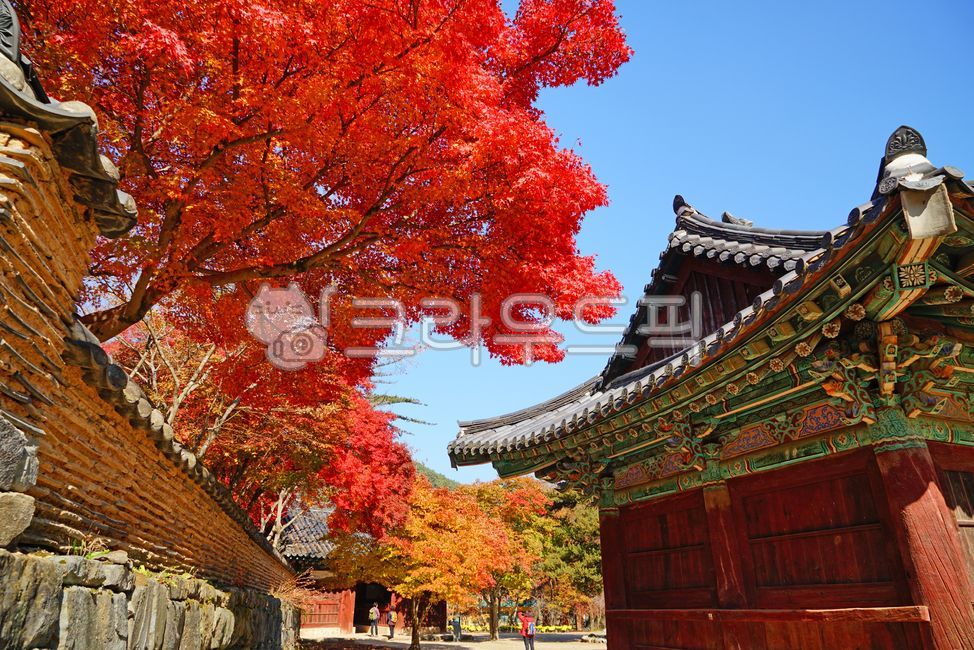 마곡사,공주마곡사,세계문화유산,사찰,사원,불교,공주,가을,단풍,10월,11월