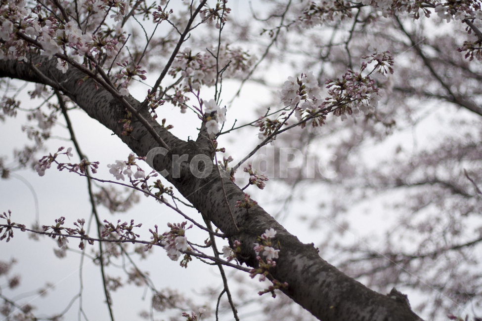 plant,식물,blossom,꽃,flower,벚꽃,cherryblossom,식물,자연,plants,nature,꽃,flower