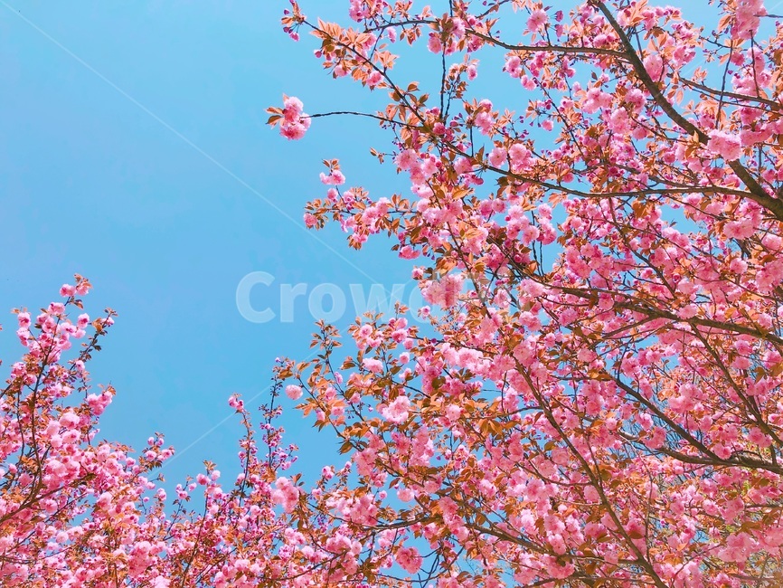 겹벚꽃,봄꽃,꽃,식물,벚꽃,핑크,분홍,봄,계절,spring,season,자연,풍경,nature,landscape,plant,blossom,flower,cherry blossom