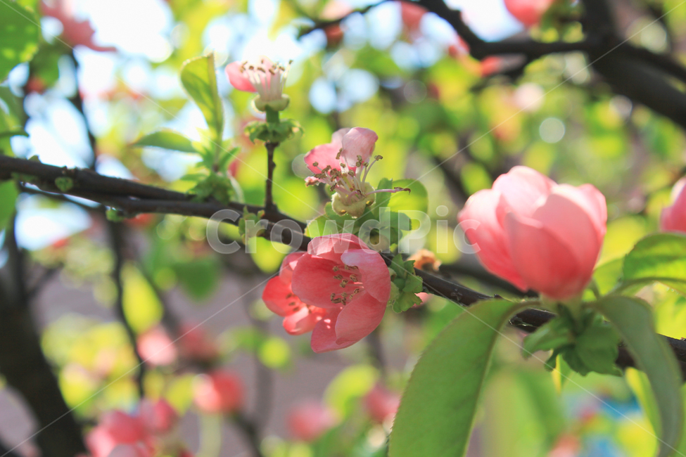 식물,꽃,자연,rose,계절,나뭇가지,분홍꽃,식물,자연,plants,nature,꽃,flower