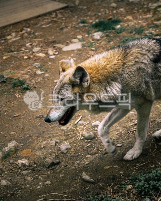늑대,wolf,야생,동물,야생동물,wild,animal