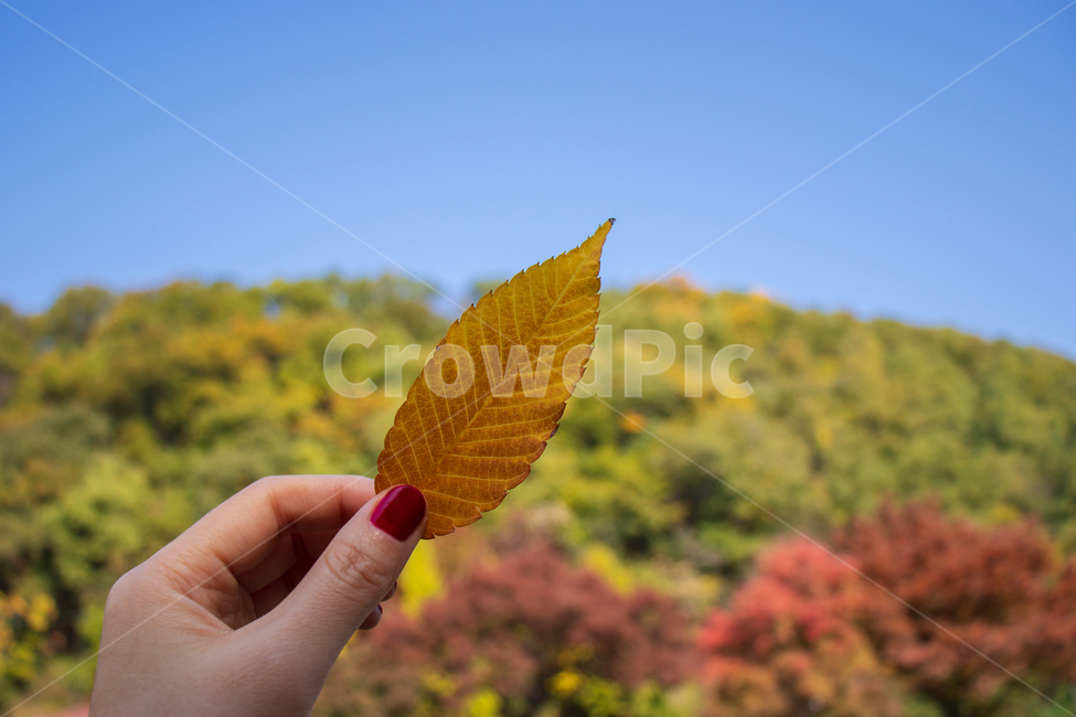낙엽,단풍,가을,단풍잎,손,나뭇잎,가을단풍,가을단풍잎,잎,잎사귀,이파리,가을배경,배경,바탕,백그라운드,하늘,자연,풍경,가을풍경,식물,컬러풀,칼라풀,계절,컬러,칼라,색상,색감,색깔,야외,컨셉,콘셉트,푸른하늘,파란하늘,손가락,손톱,패턴,질감,텍스쳐,텍스처,미,아름다운,아름다움,파란,파랑,파란색,블루,푸른,노란,노랑,노란색,옐로,옐로우,leaf,hand,autumn,sky,background,nature,fall,plant,holding,hold,concept,backdrop,fallenleaves,fallleaves,blue,bluesky,foliage,leaves,yellow,finger,fingers,mountain,tree,trees,landscape,nail,natural,outdoor,outdoors,color,colorful,pattern,texture,beautiful,beauty,season,bright,가을,계절,fall,autumn,season