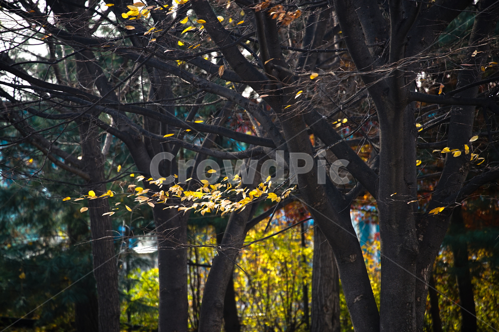 단풍,나무,낙엽,가을,계절,감성,공원,식물,자연,가을,계절,fall,autumn,season,식물,자연,plants,nature,나무,trees,wood,tree,tree trunk,나무 줄기,plant