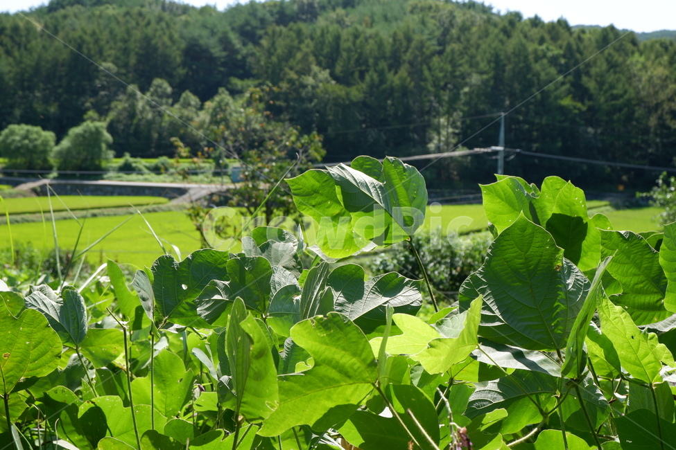 leaf,잎,plant,식물,시골동네,식물,자연,plants,nature