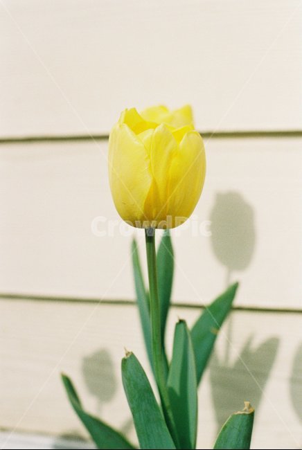 꽃,flower,봄,튤림,노란꽃,꽃사진,봄꽃,꽃한송이,한송이,봄,계절,spring,season,식물,자연,plants,nature,꽃,flower,plant,petal,꽃잎,blossom,leaf,잎