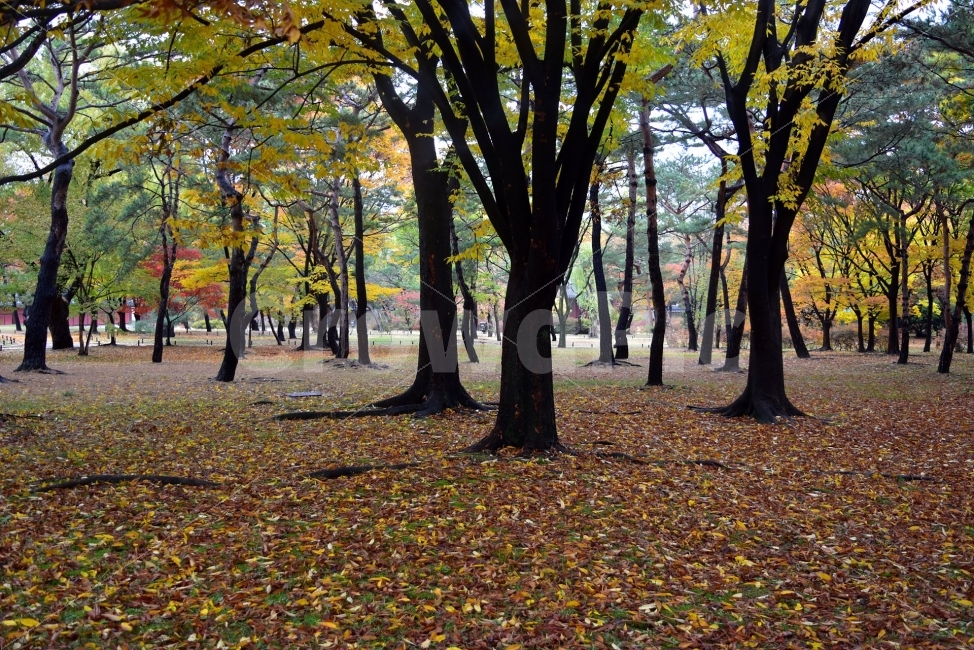 창경궁,가을,단풍,풍경,고궁,서울,낙엽,도심지,명소,자연,비경,단풍나무,춘당지,가을색,가을색채,오색,자연,풍경,nature,landscape,가을,계절,fall,autumn,season,tree,나무,plant,식물,tree trunk,나무 줄기,ground,바닥