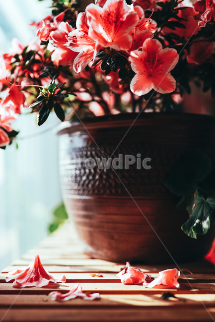꽃,식물,화분,flower,봄,화분받침대