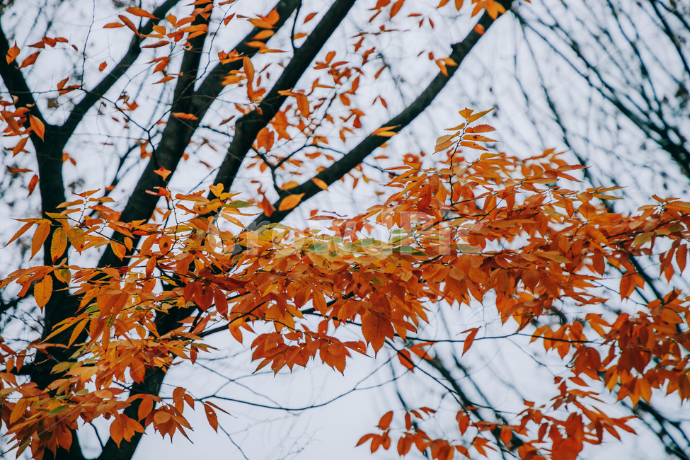 가을,단풍,나뭇잎,나무,붉은,빨간,잎,잎사귀,가을,계절,fall,autumn,season,plant,식물,leaf,tree
