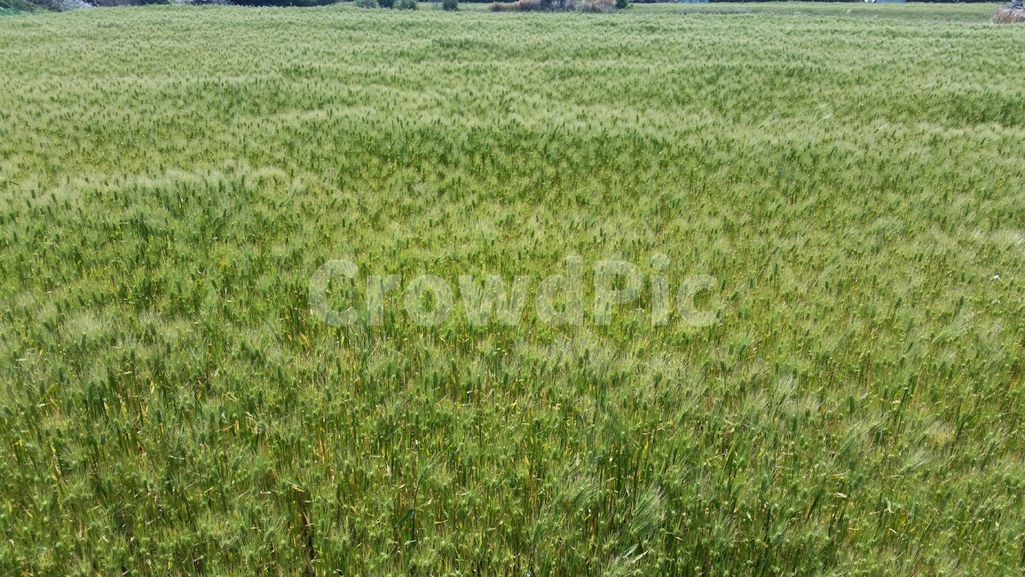 언덕,청보리,들판,초원,동산,고개,평지,풍경,구릉,평원,평야,hill,hillock,koppie