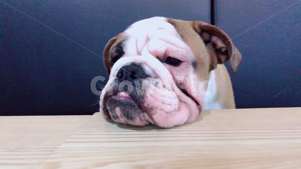 불독,강아지,개,동물,심각,시무룩,댕댕이,동물,animal,포유류,mammal,개,강아지,dog,doggy