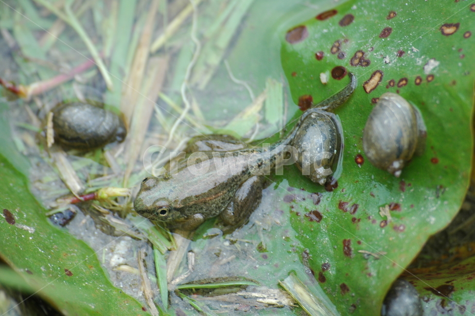 개구리,연못,파충류,꼬리,연잎,동물,animal,파충류,양서류,reptile,amphibian