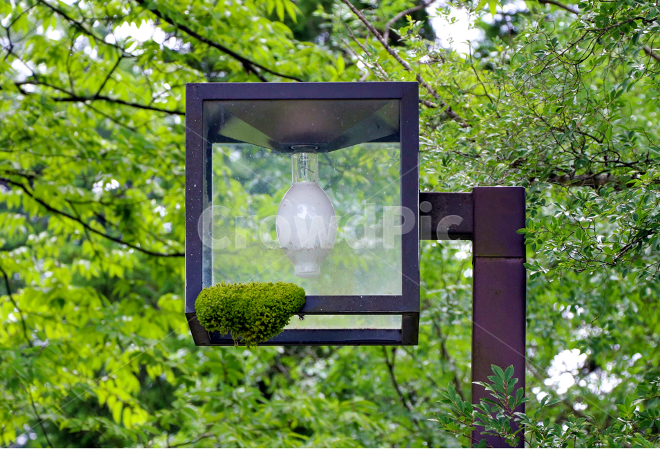 나무,전등,생명,자연,이끼,nature,moss,tree,light,bulb,anelectricbulb,life,vivid,비비드,astreetlamp,lamp,green,그린,초록