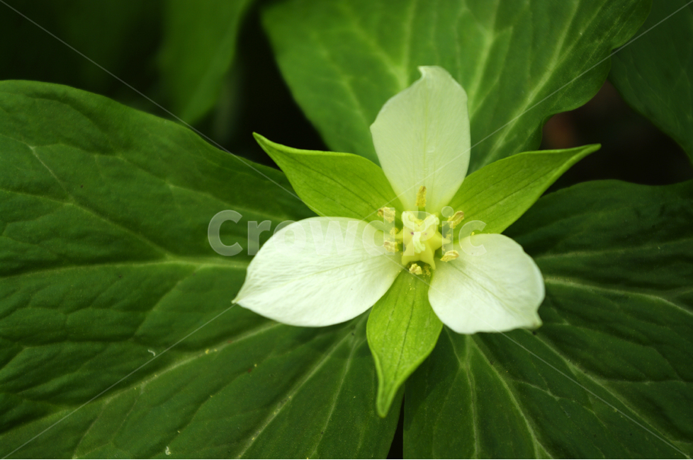 식물,자연,꽃,flower,color,연령초,식물,자연,plants,nature,꽃,flower